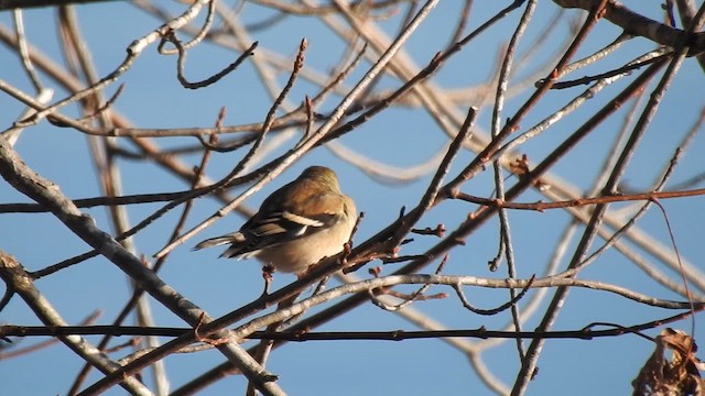 Altın İskete - ML645531765