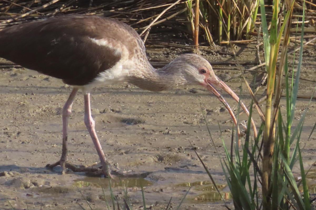 White Ibis - ML645531768