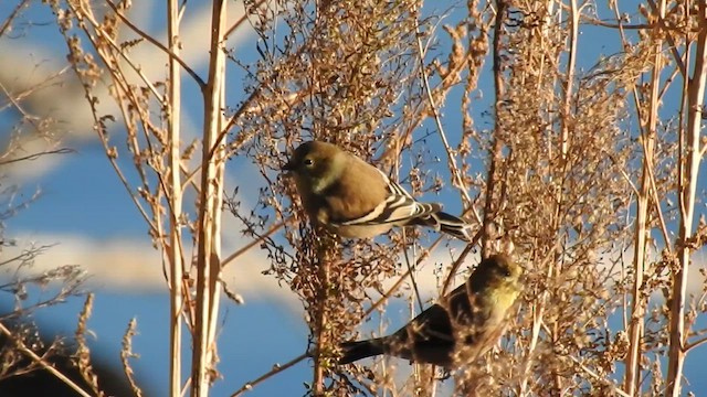 Altın İskete - ML645531769