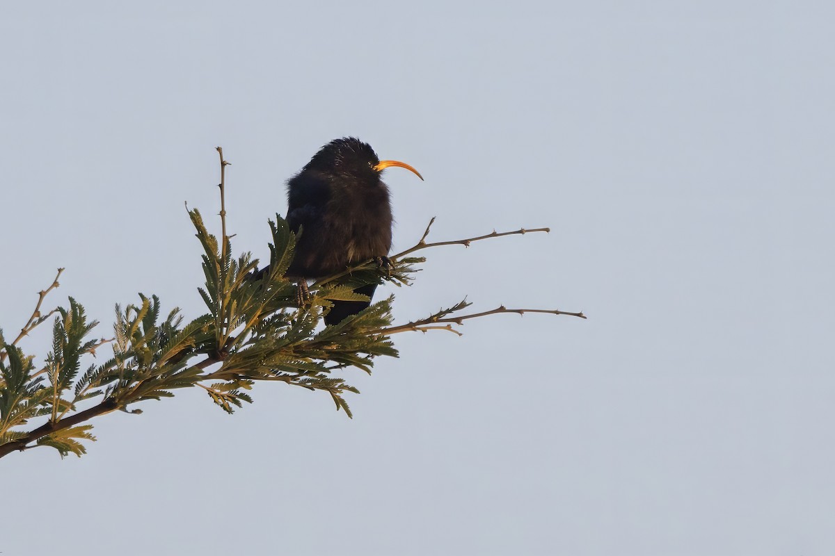 Irrisor à cimeterre - ML645531777