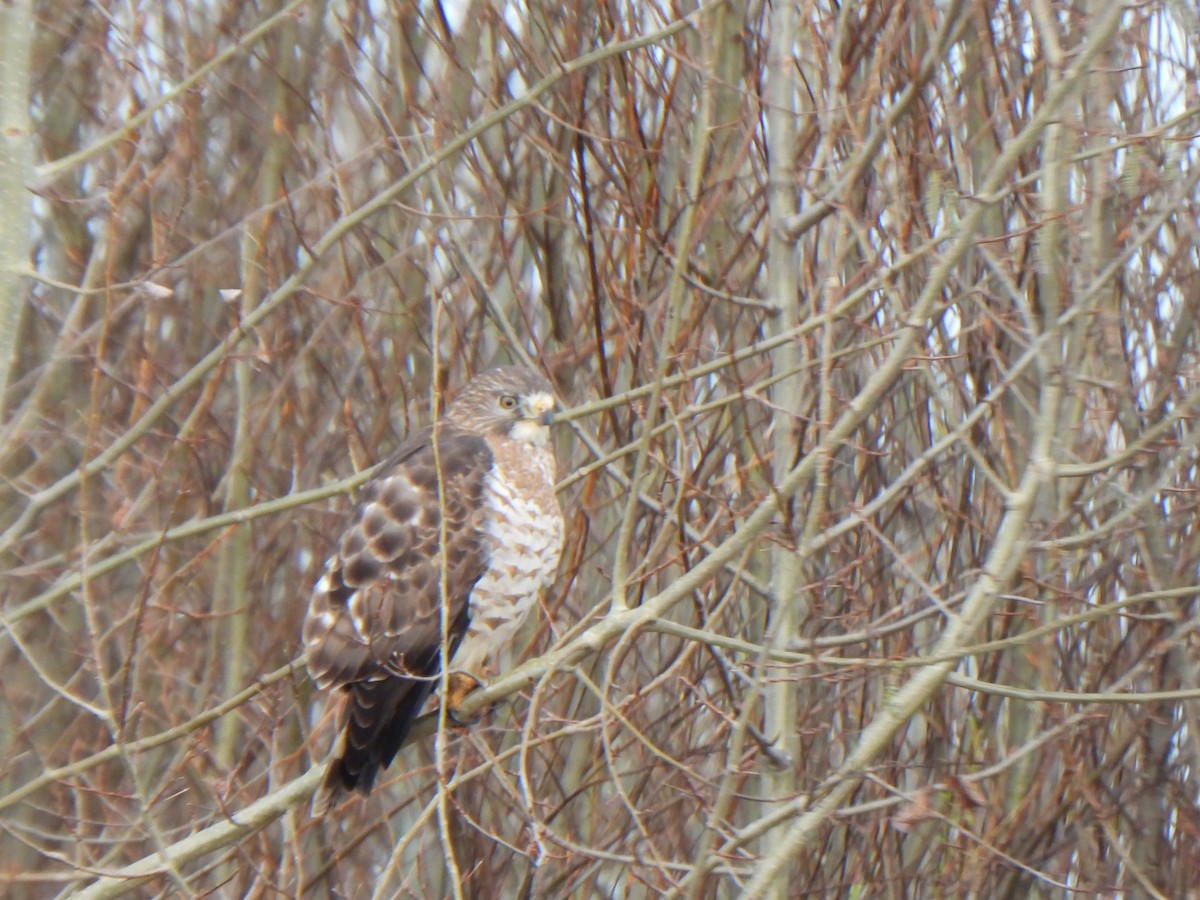 Broad-winged Hawk - ML645531778