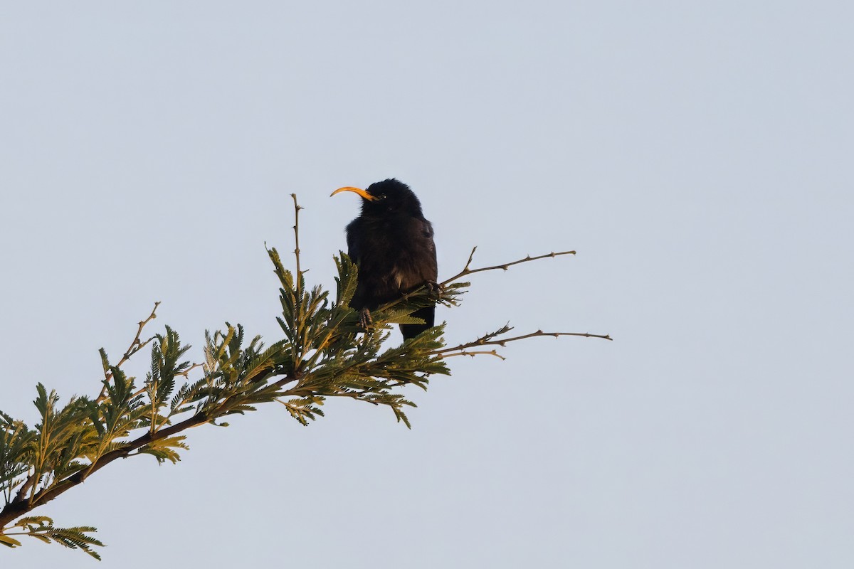 Irrisor à cimeterre - ML645531779