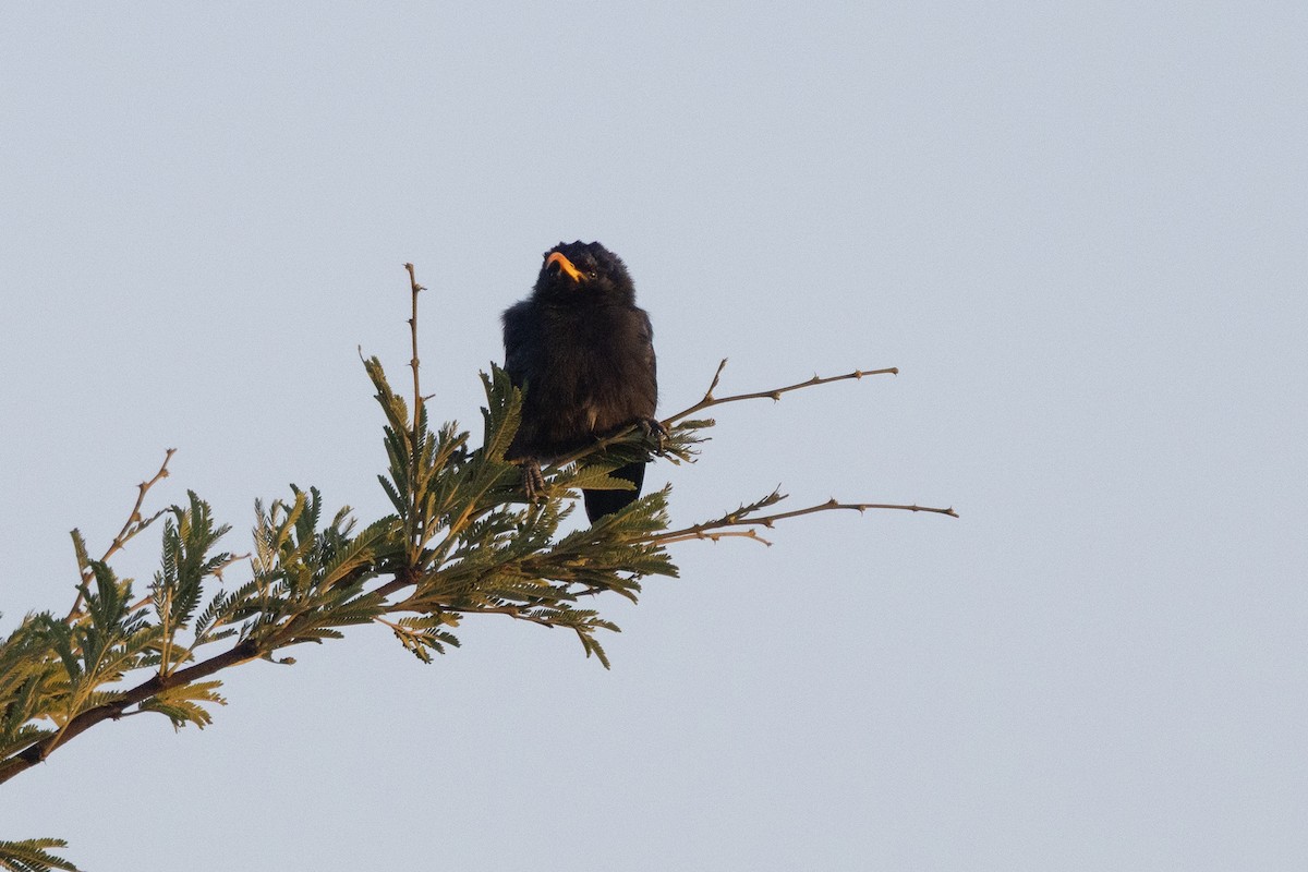 Irrisor à cimeterre - ML645531780