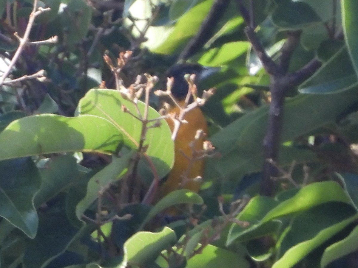 Балтиморский трупиал - ML645531782