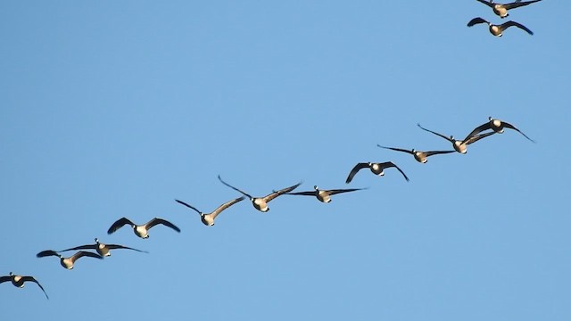 Kanada Kazı - ML645531784