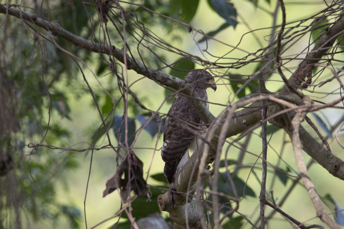 Roadside Hawk - ML645531792