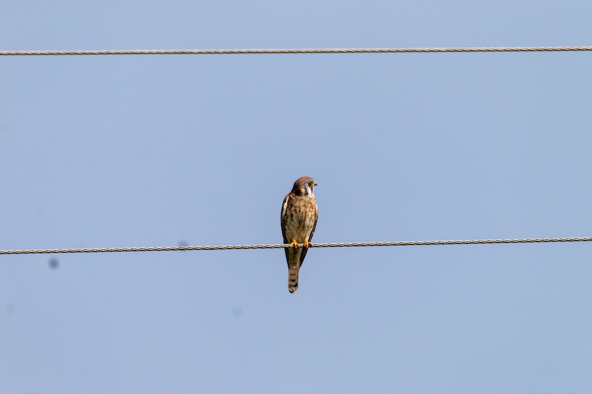 American Kestrel - ML645531794