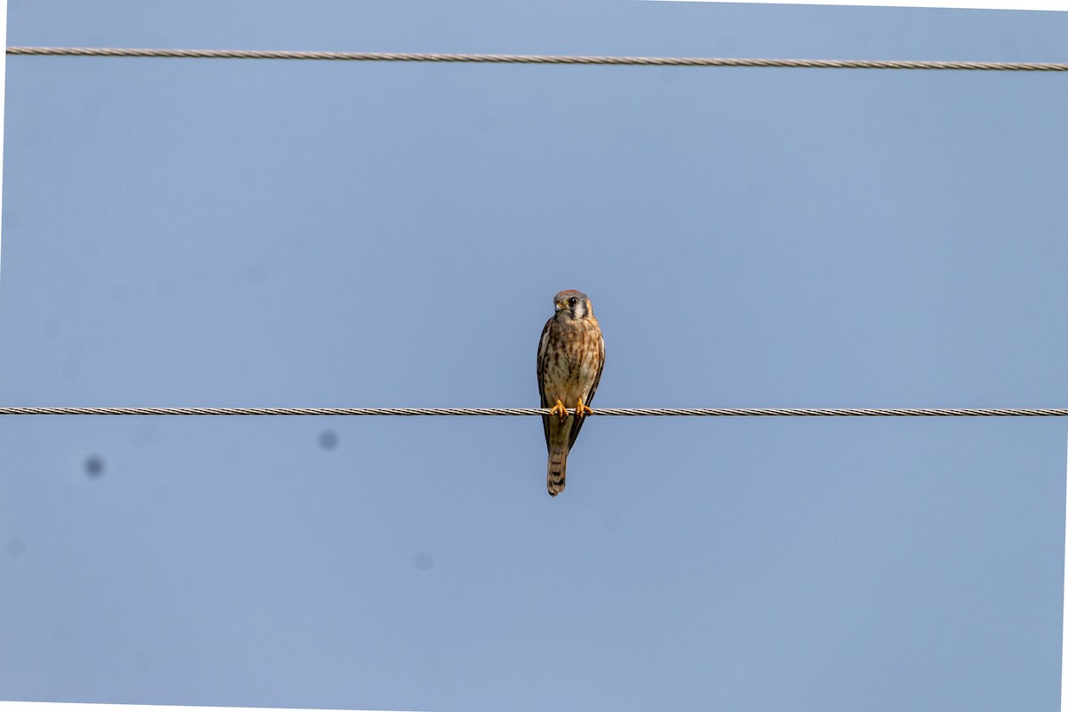 American Kestrel - ML645531795