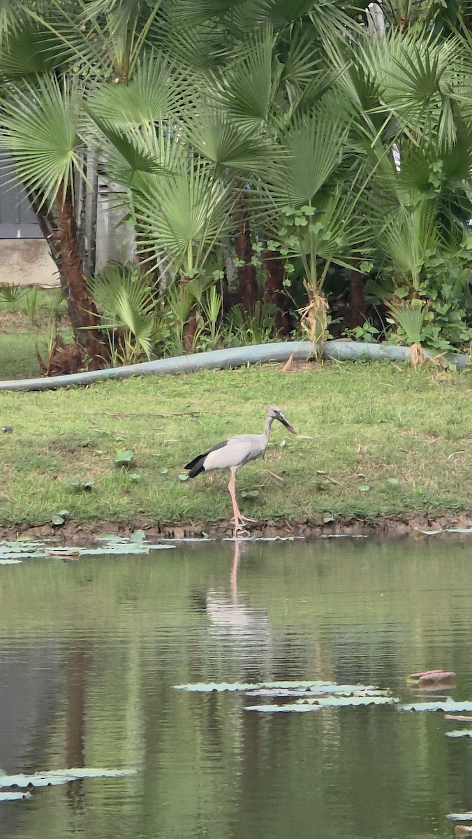 zejozob asijský - ML645531796