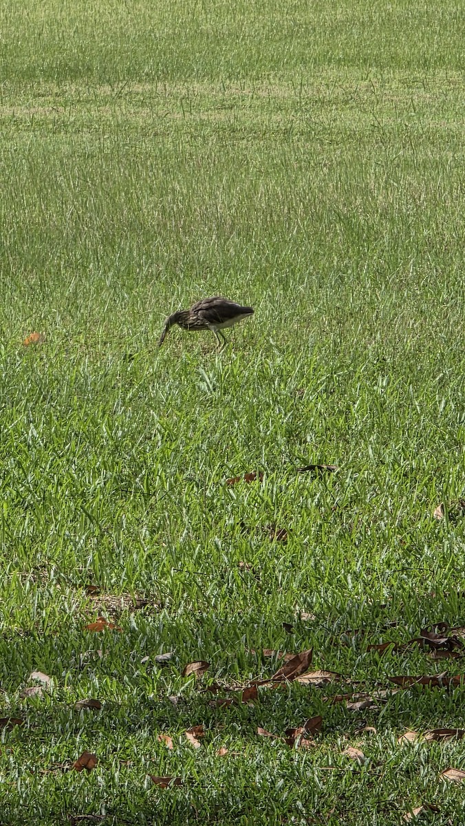 Ardeola sp. - ML645531800