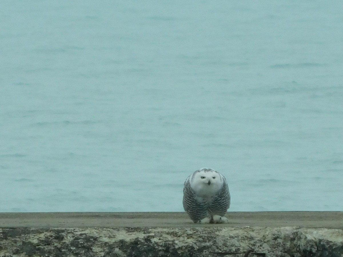 Snowy Owl - ML645531801