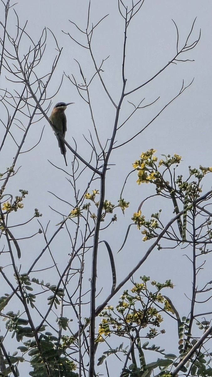 vlha modroocasá - ML645531803