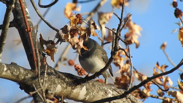 Kara Gözlü Junko - ML645531804