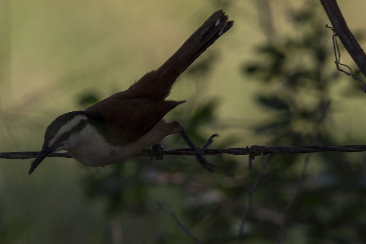Giant Wren - ML645531805