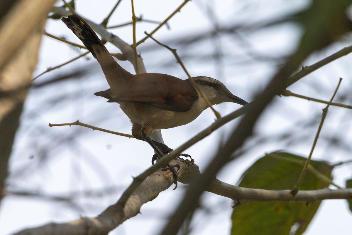 Giant Wren - ML645531806