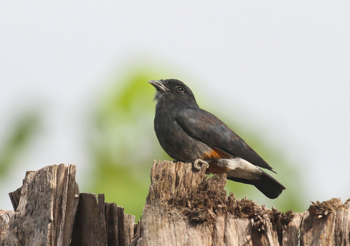 Swallow-winged Puffbird - ML645531810
