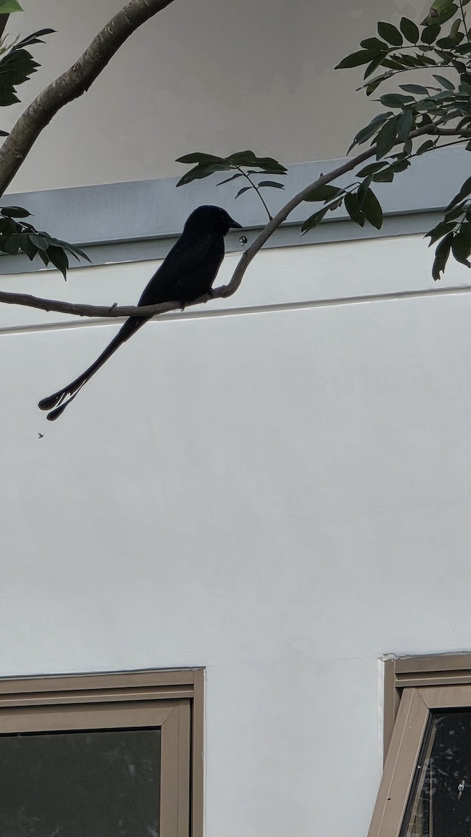 drongo černý/kouřový - ML645531814