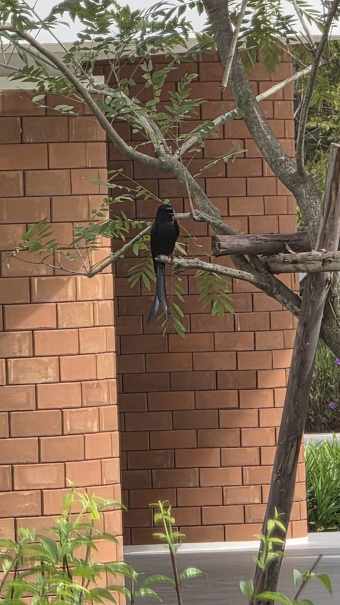 drongo černý/kouřový - ML645531816