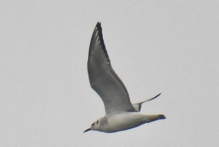 krykkje - ML645531817