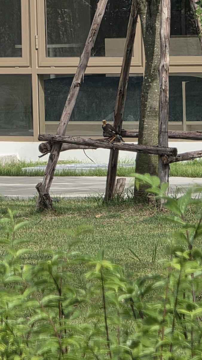 majna obecná - ML645531821