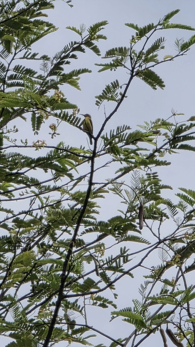 strdimil zdobený - ML645531823