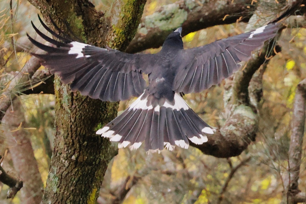 Verdugo Pío - ML645531828