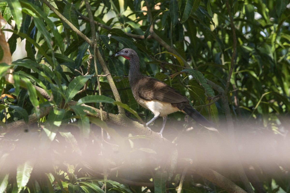 White-bellied Chachalaca - ML645531829