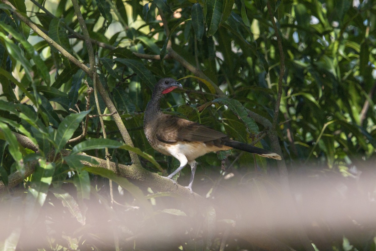 White-bellied Chachalaca - ML645531830