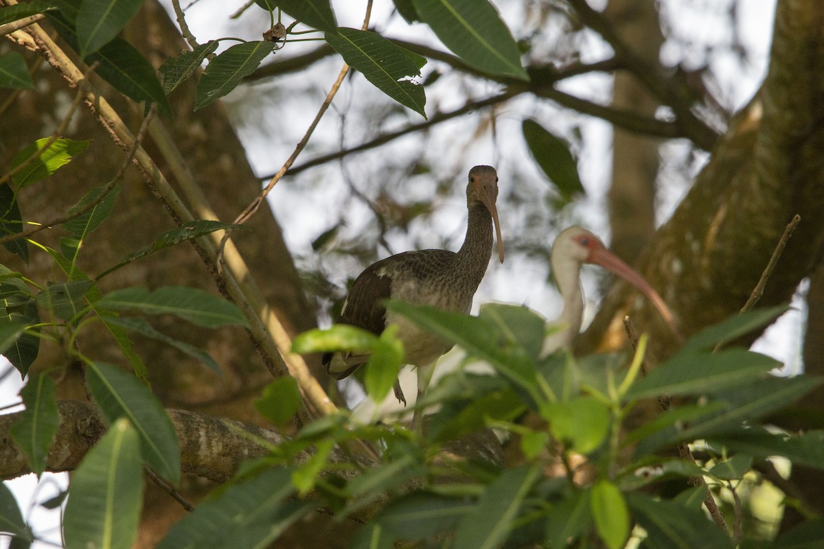 White Ibis - ML645531832