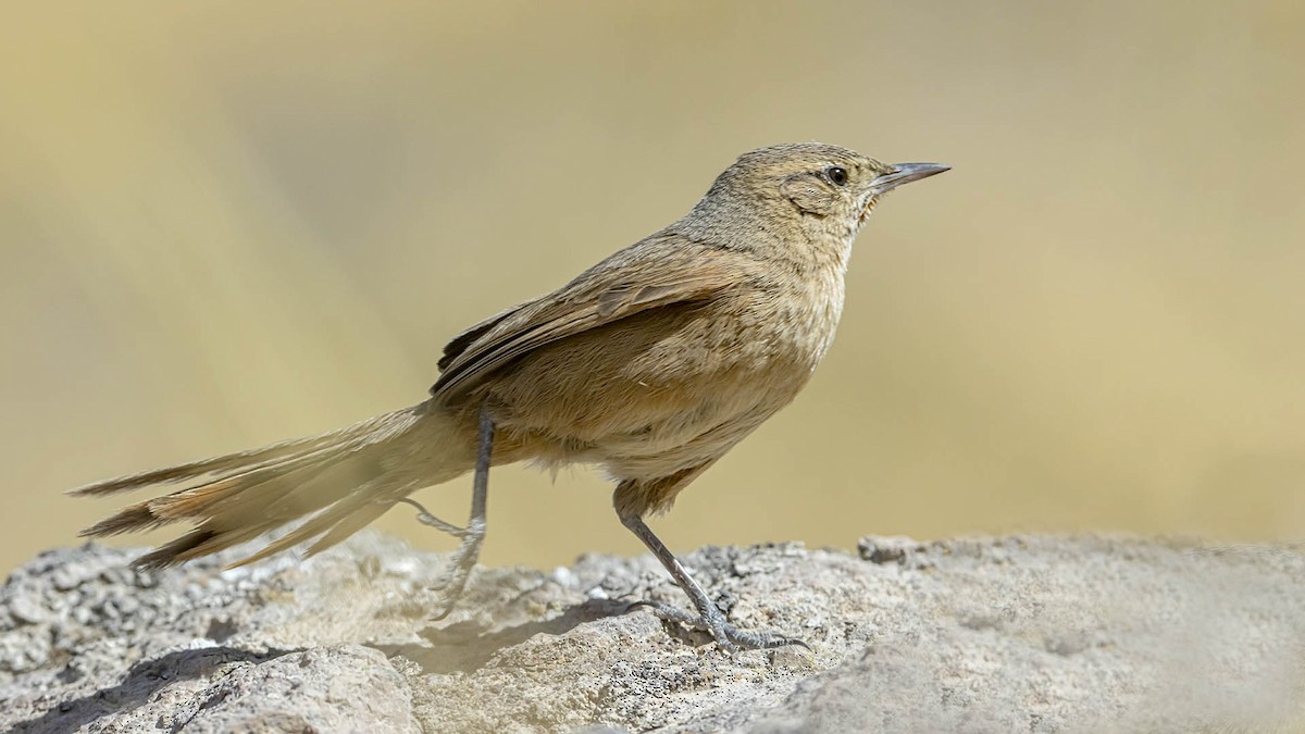 Streak-backed Canastero (Puna) - ML645531833