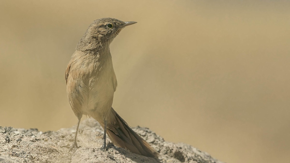 Streak-backed Canastero (Puna) - ML645531834