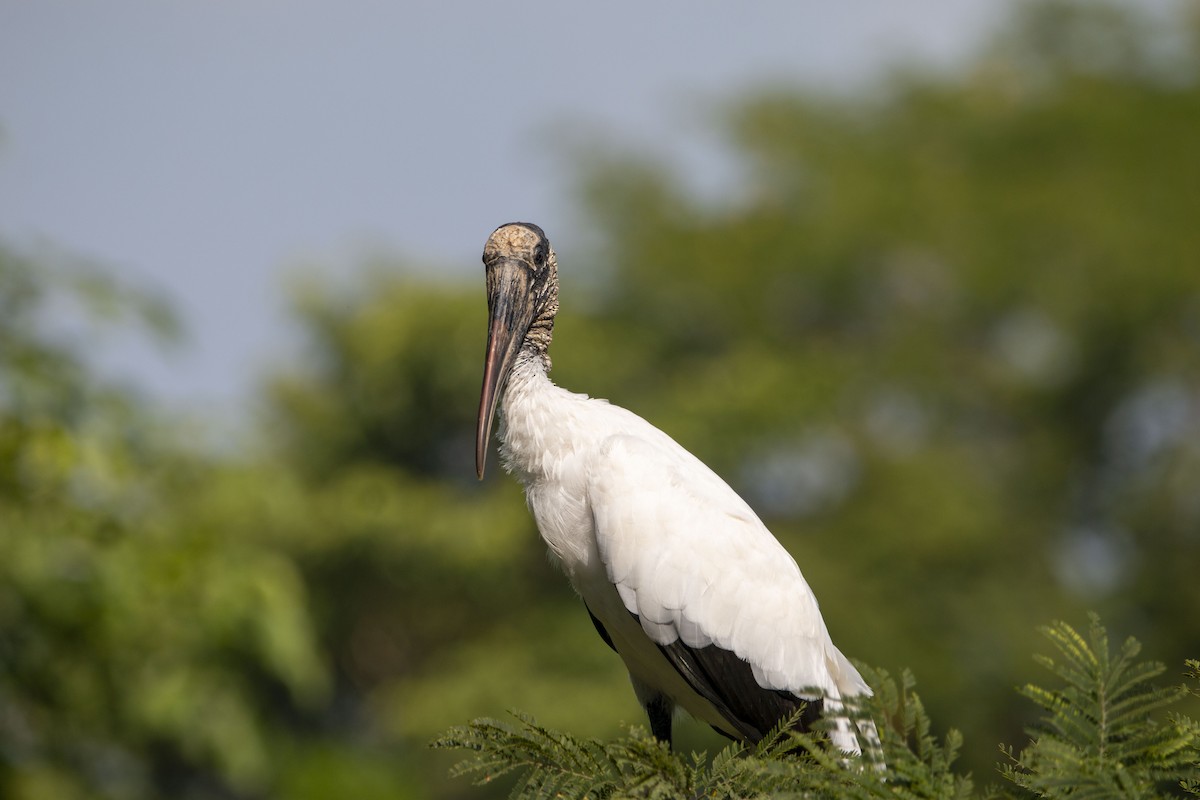 Wood Stork - ML645531835