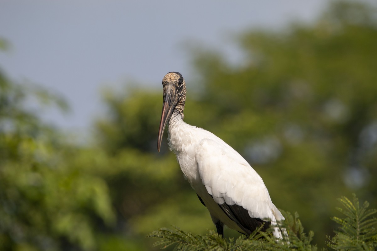 Wood Stork - ML645531836