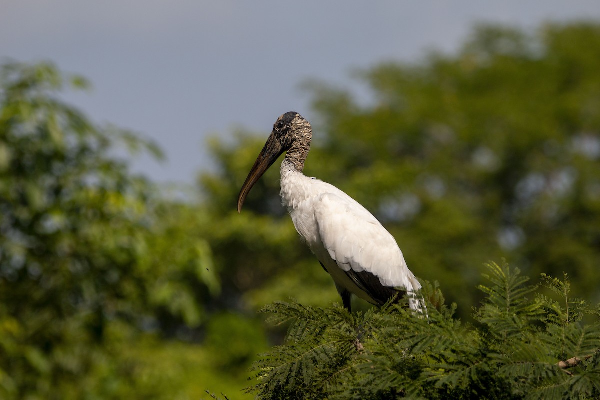 Wood Stork - ML645531837