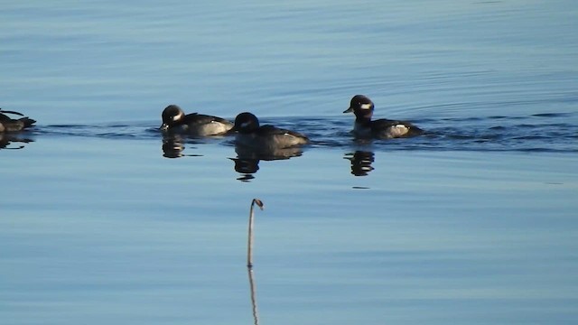 Ak Yanaklı Ördek - ML645531845