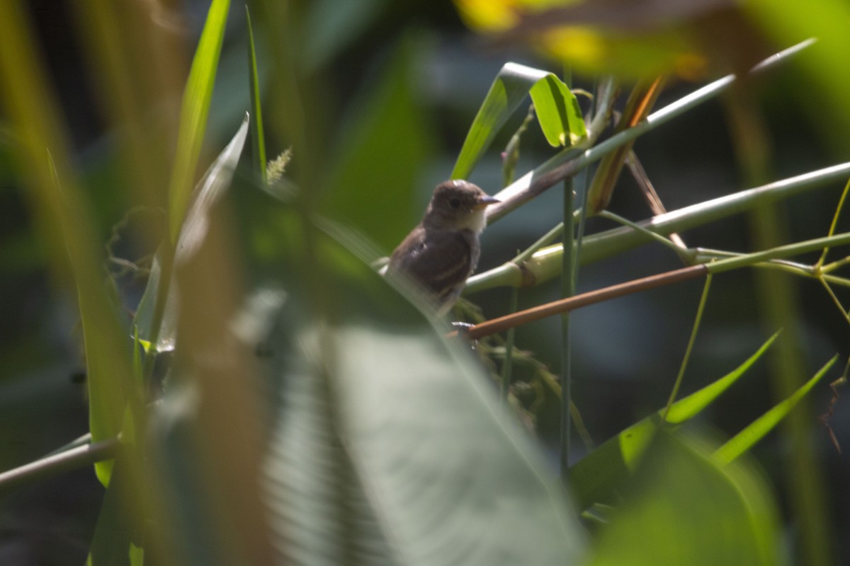 Willow Flycatcher - ML645531846