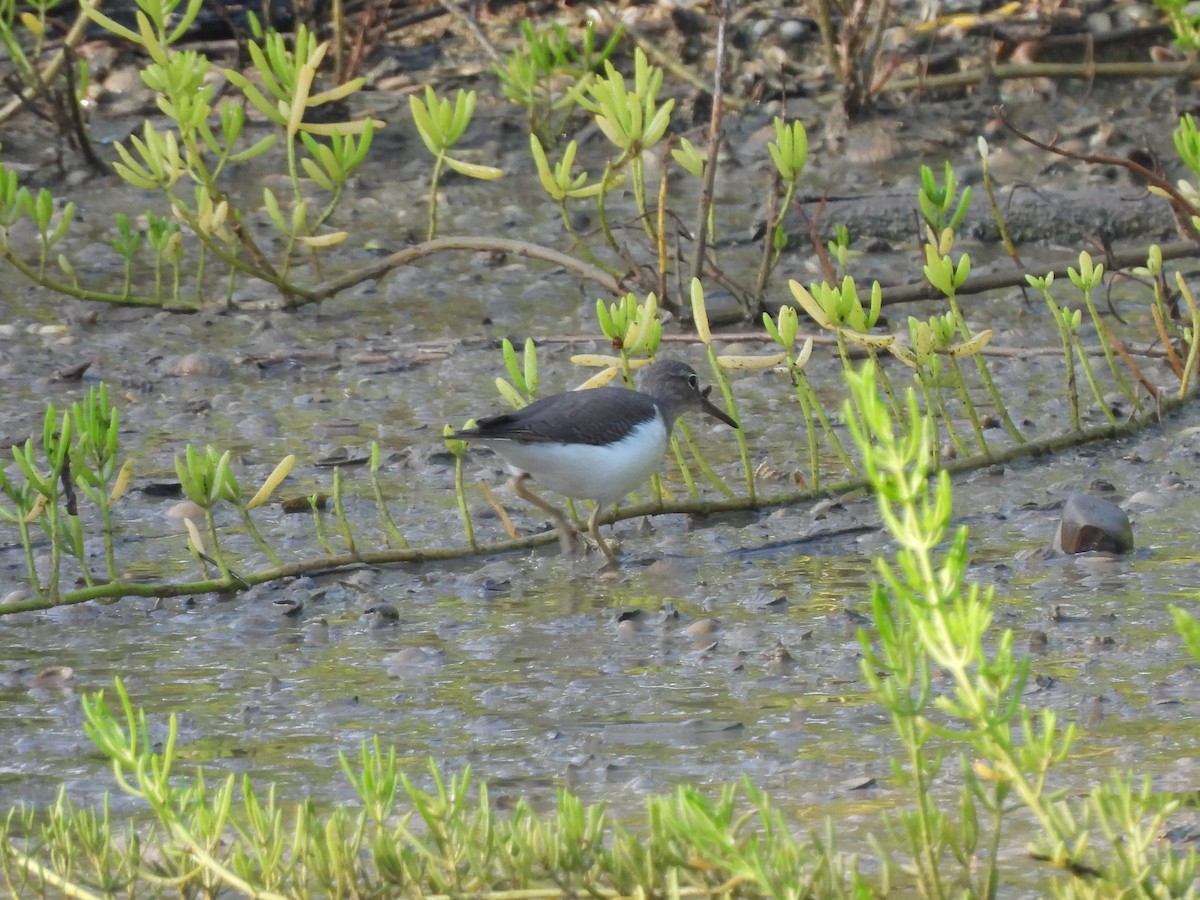 Spotted Sandpiper - ML645531854