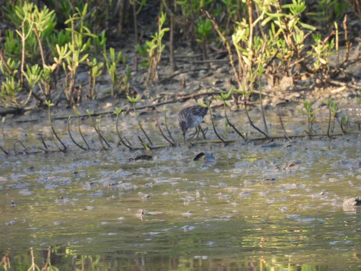 Spotted Sandpiper - ML645531855