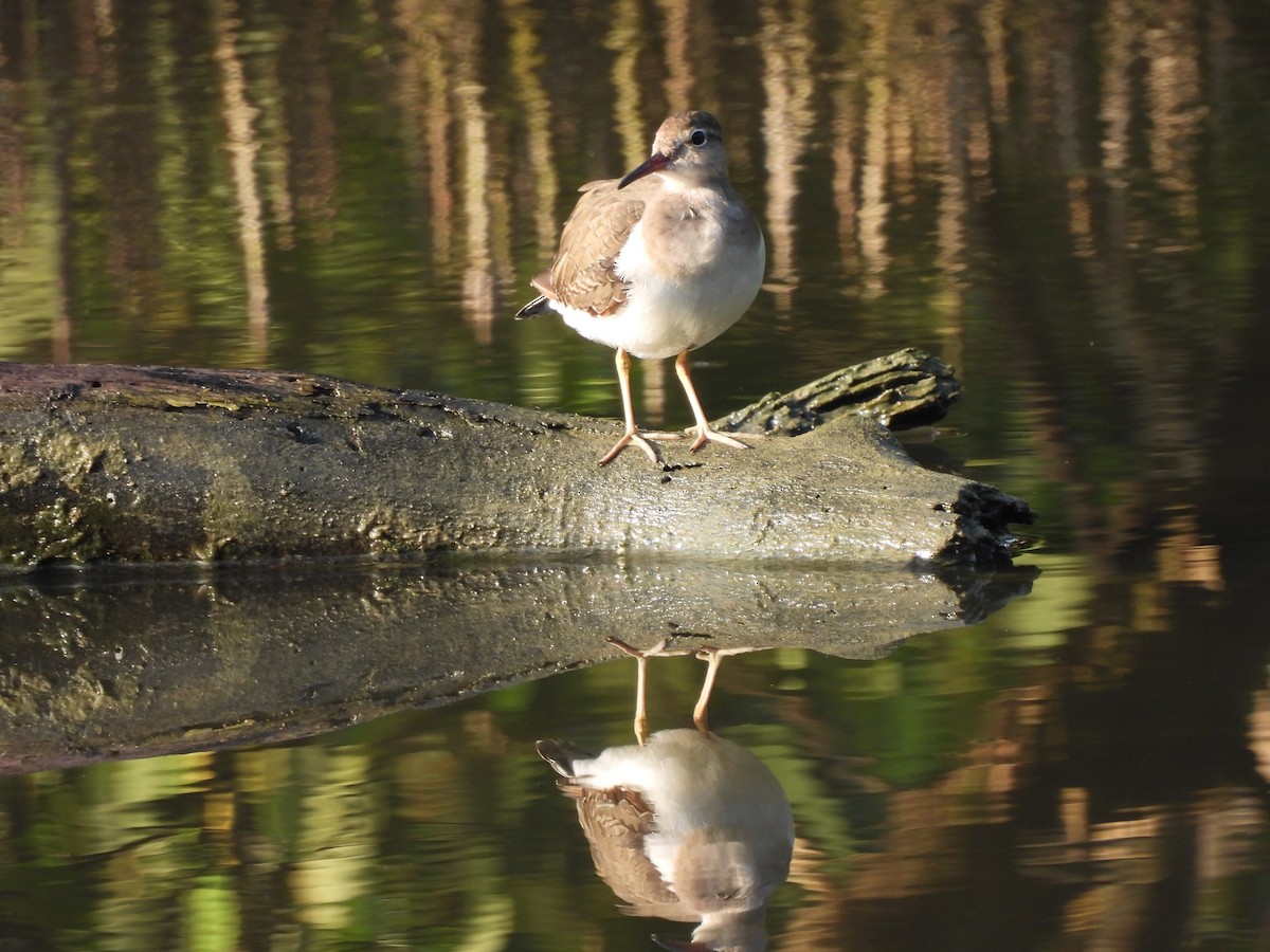 Spotted Sandpiper - ML645531856