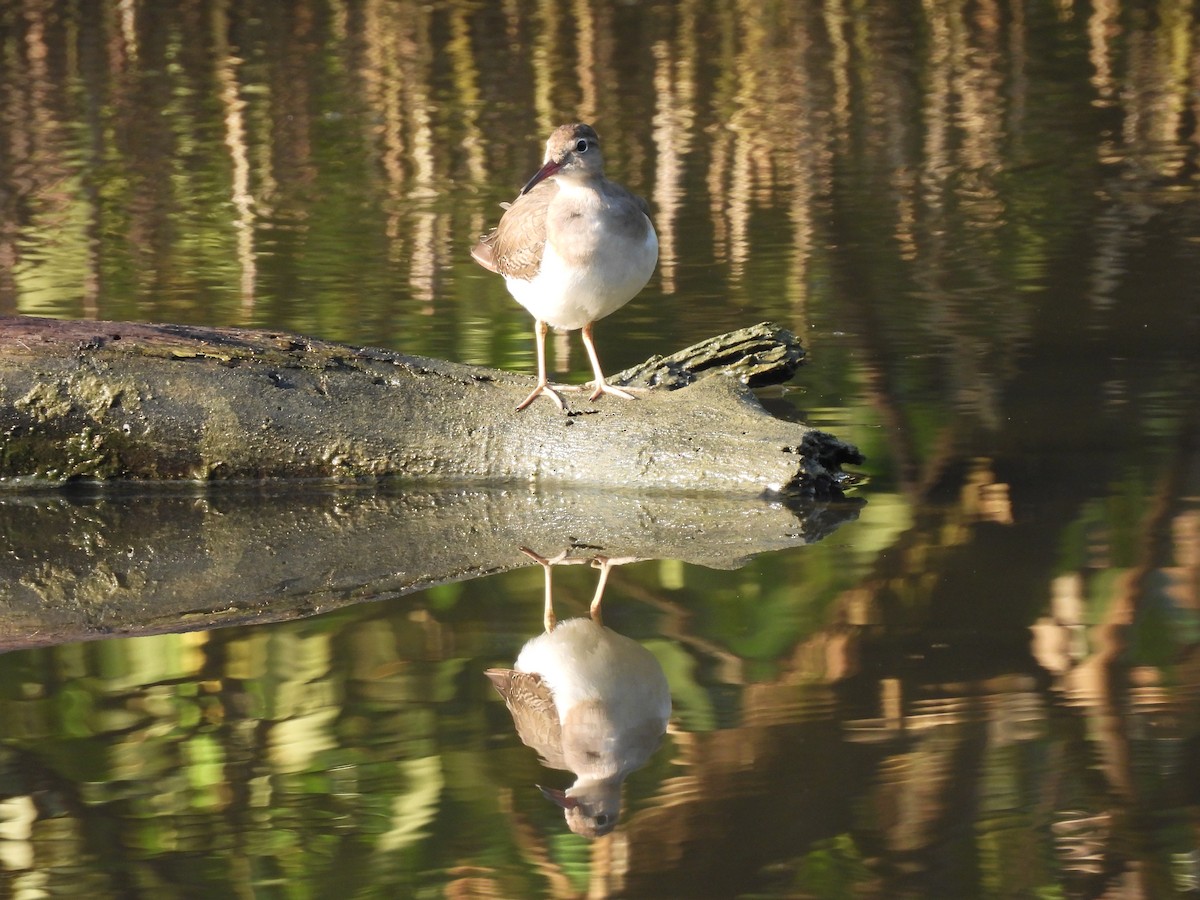 Spotted Sandpiper - ML645531857