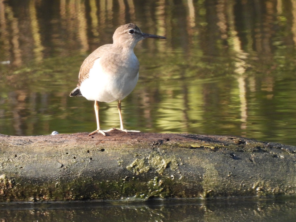 Spotted Sandpiper - ML645531858