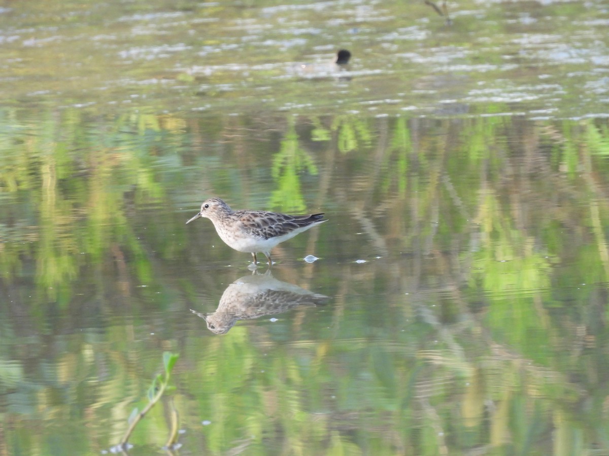 Spotted Sandpiper - ML645531859