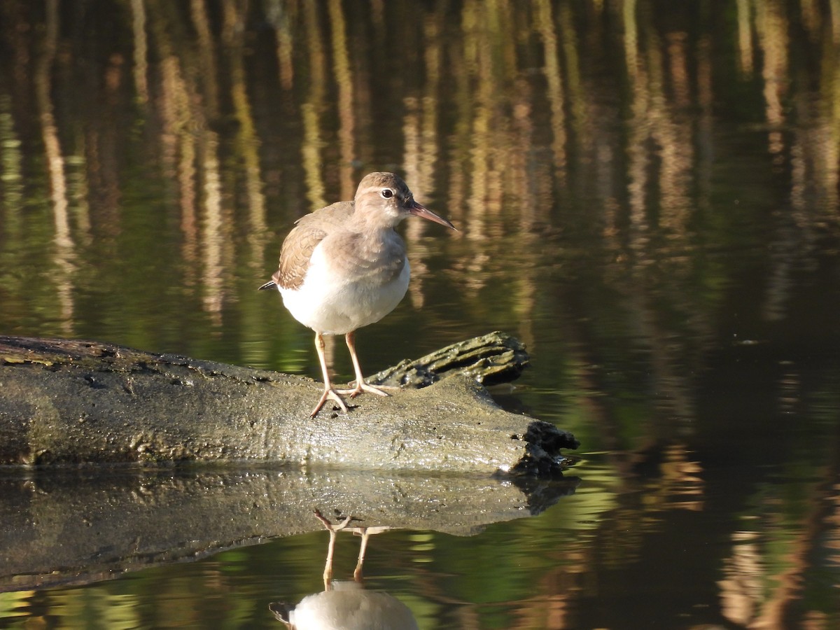 Spotted Sandpiper - ML645531860