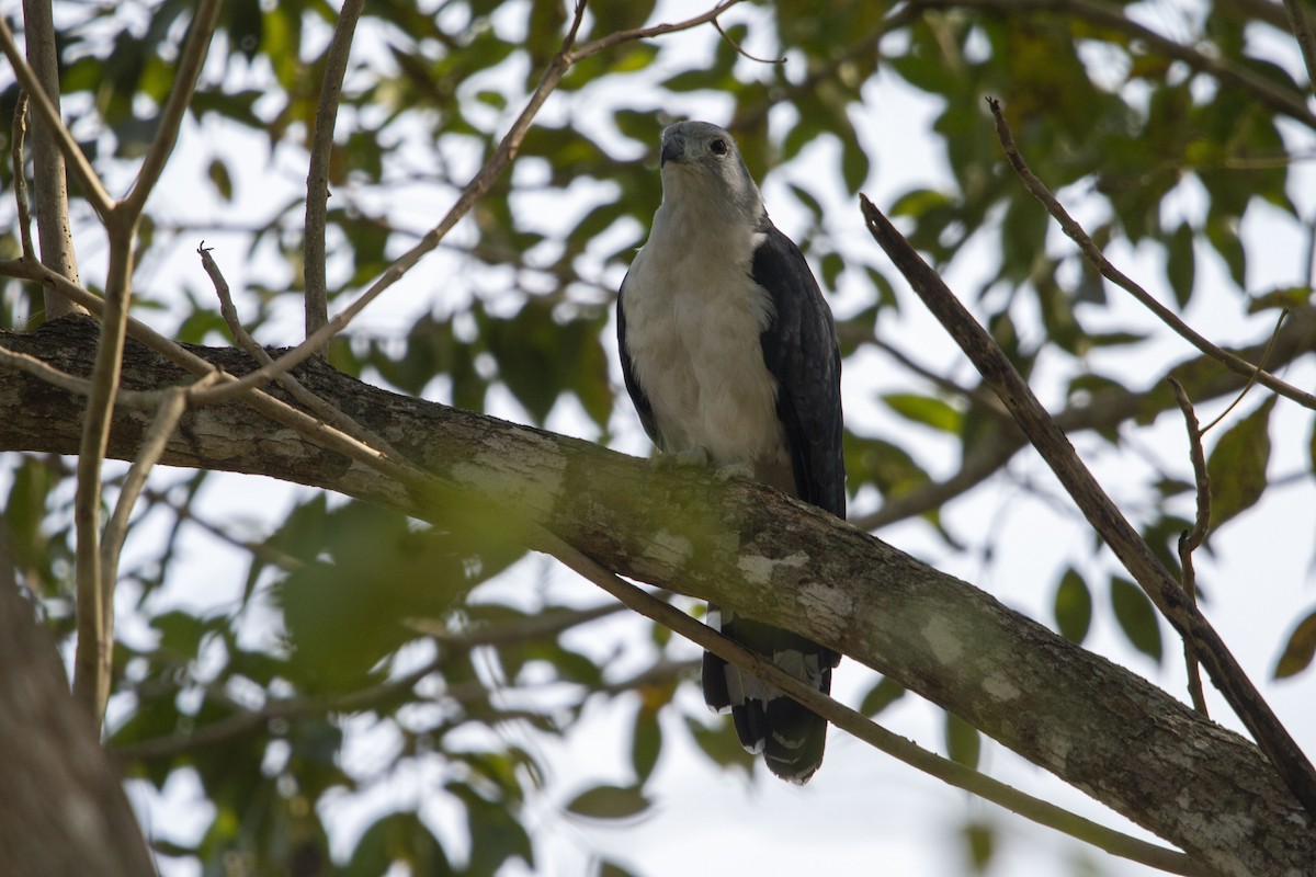 Gray-headed Kite - ML645531861