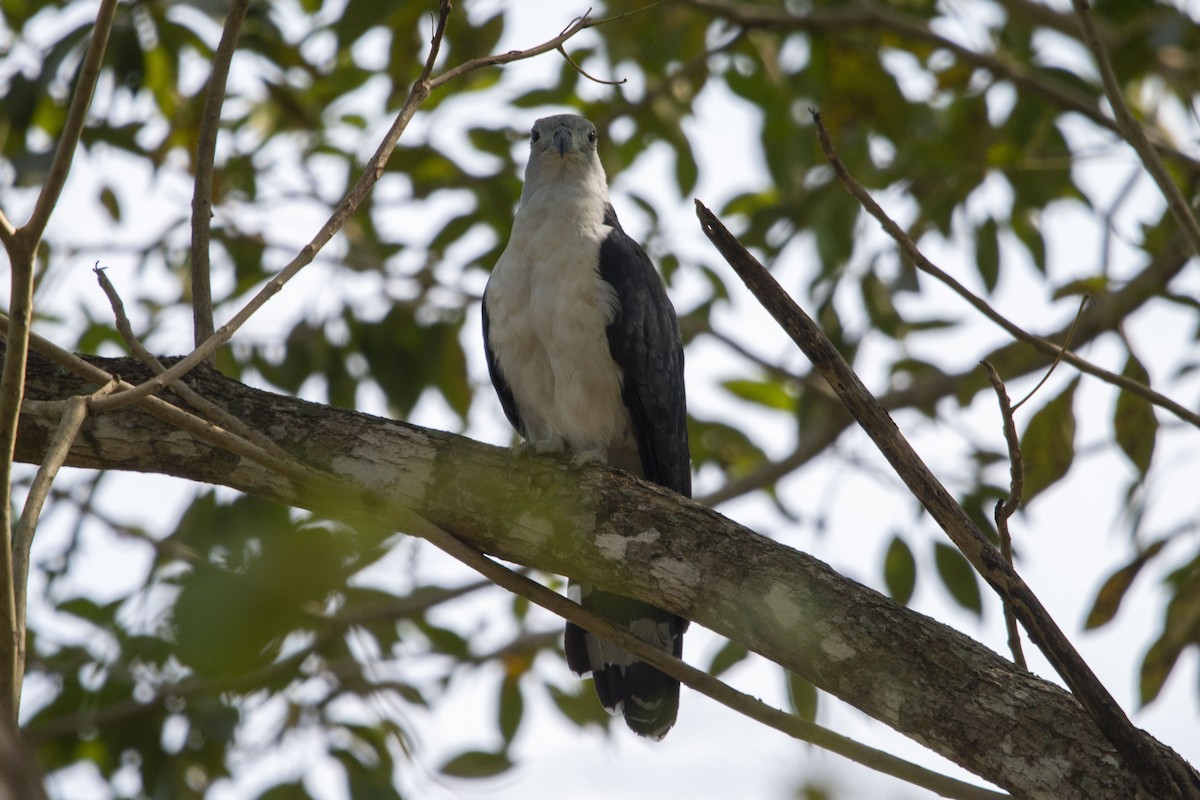 Gray-headed Kite - ML645531862
