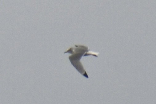 krykkje - ML645531867