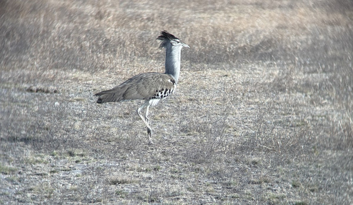 アフリカオオノガン - ML645531880
