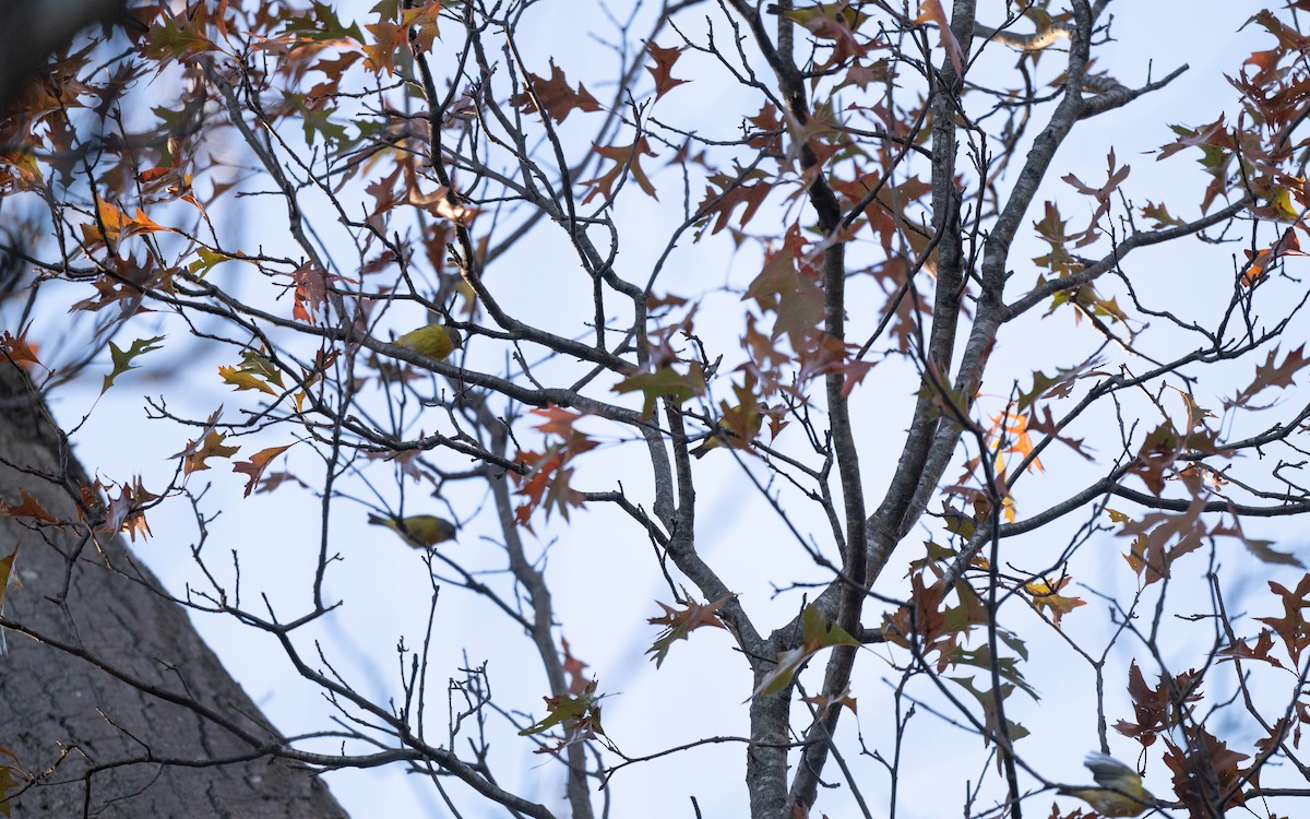 Nashville Warbler - ML645531886