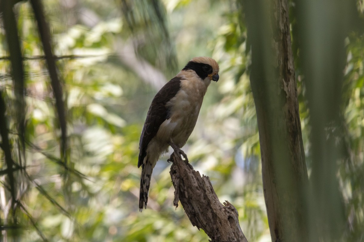 Laughing Falcon - ML645531887
