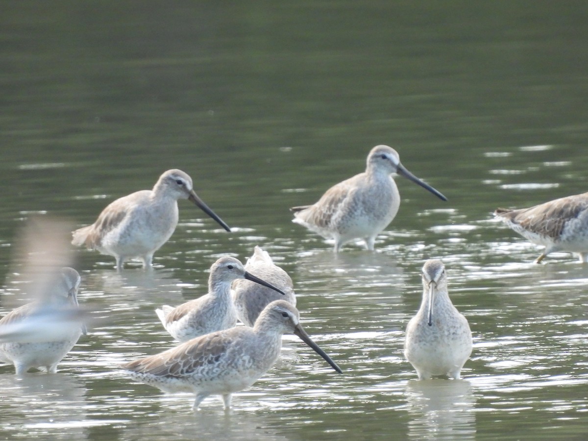 Short-billed Dowitcher - ML645531893